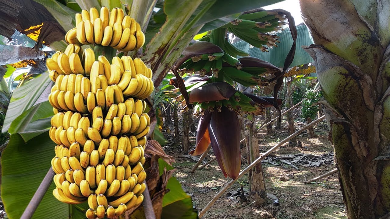 Пальма Банана